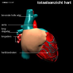 hart hart
