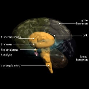 hersenen (3) Hersenen
