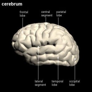 hersenen (4) Hersenen