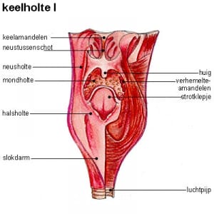 keelholte keel