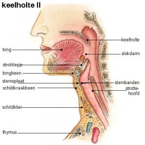 keelholte2 keel