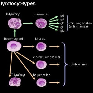 lymfocyt