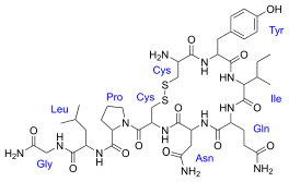 oxytocine