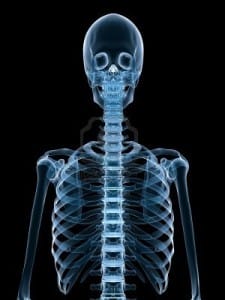Romp | Skelet | Menselijk Lichaam